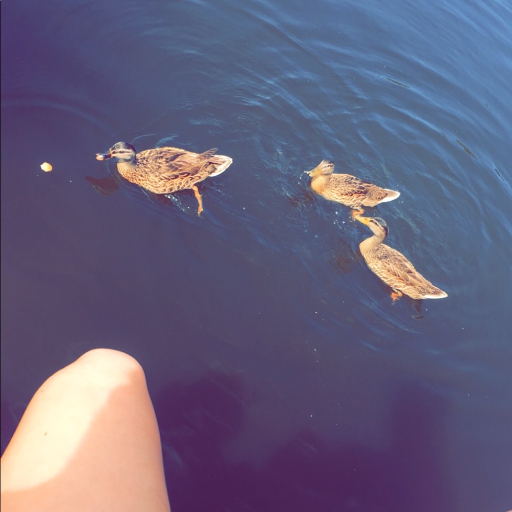 Meet your Posher, Cheyenne